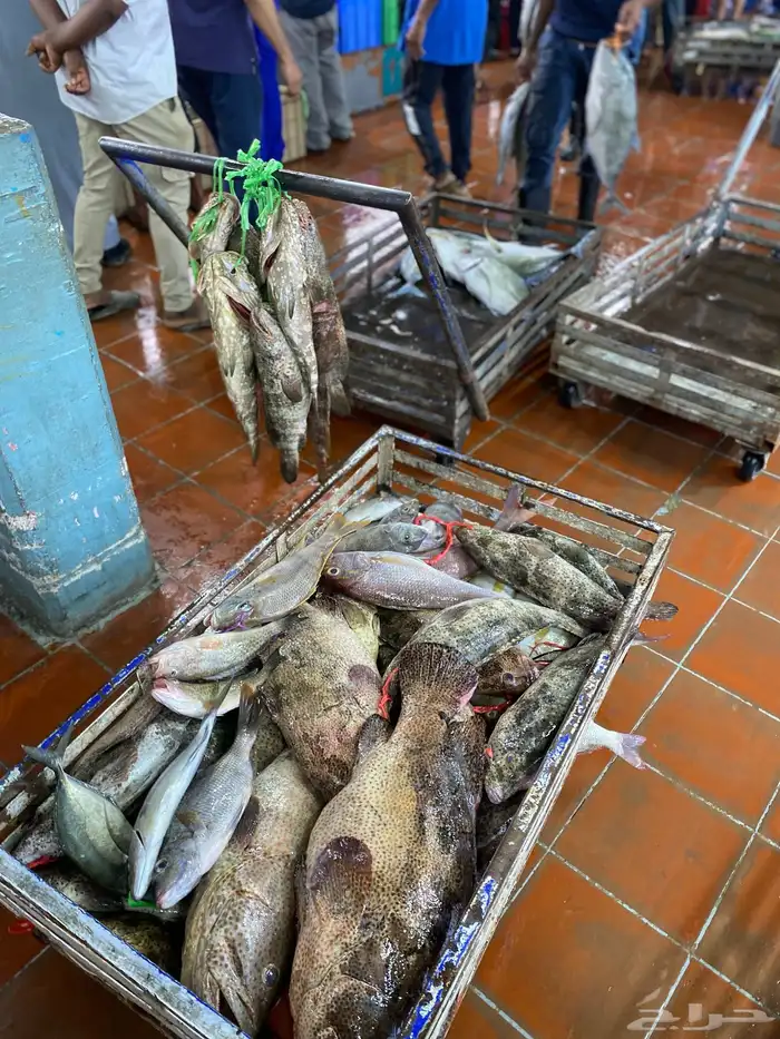 اسماك بلدي طازه صيد اليوم 1