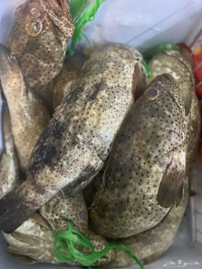 اسماك بلدي طازه صيد اليوم 2