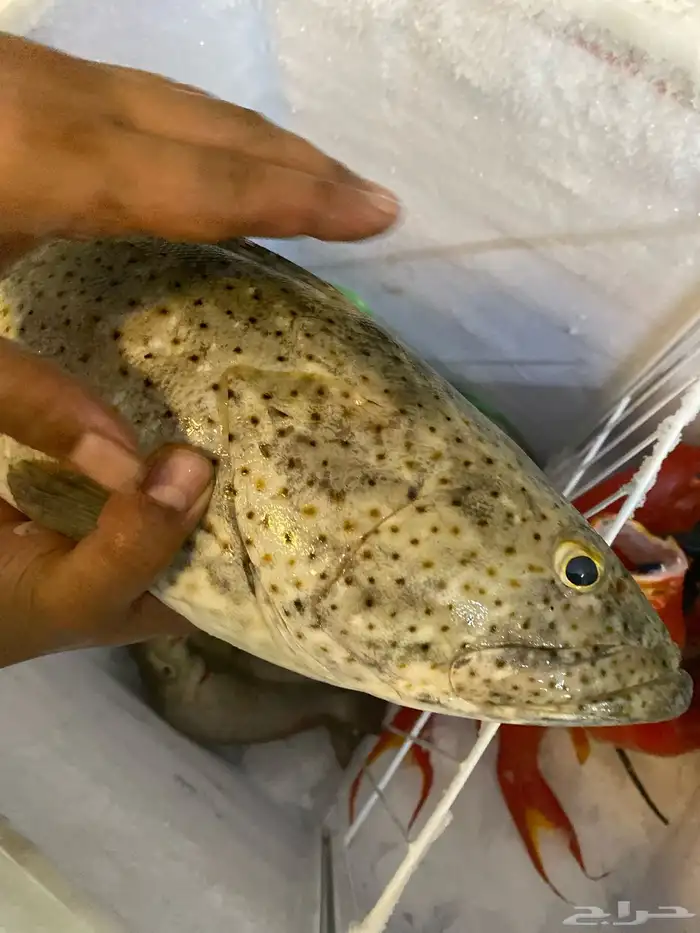 اسماك بلدي طازه صيد اليوم 3