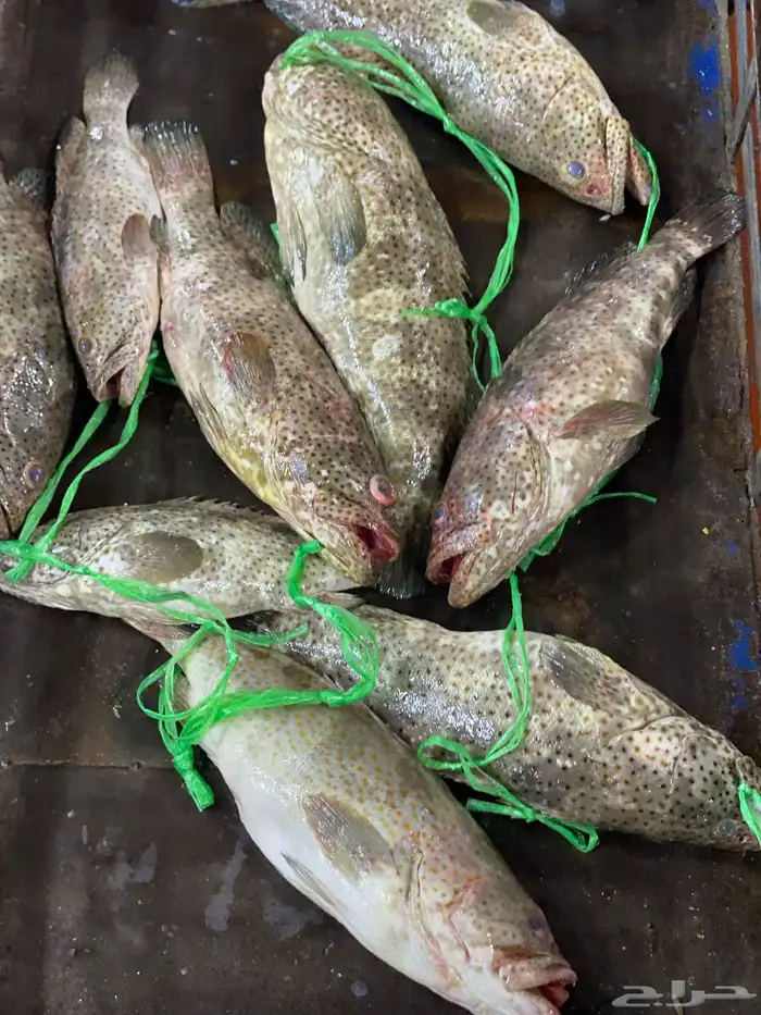 اسماك بلدي طازه صيد اليوم 0