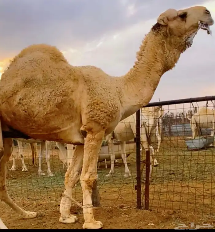 قعود حيسوني طفاح مشروع فحل 1