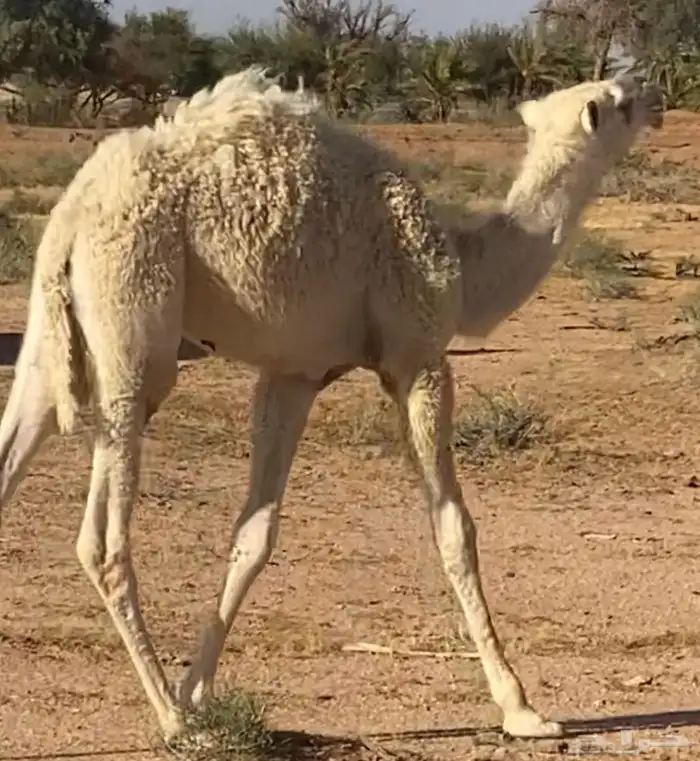 قعود حيسوني طفاح مشروع فحل 0