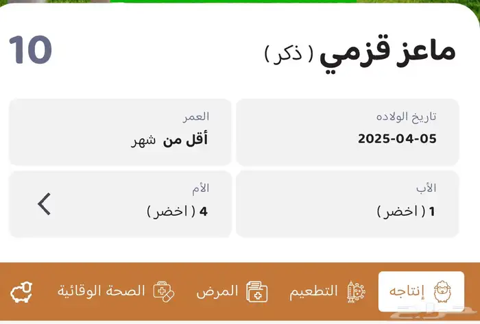 ماعز قزمي شيكي 2