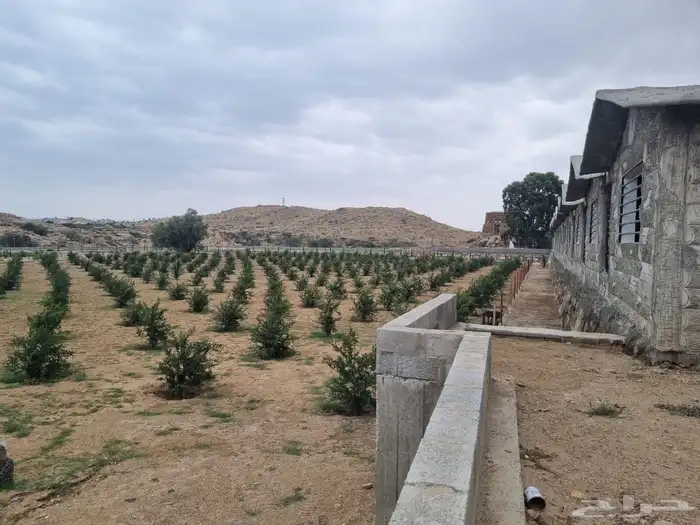 مزرعة للإيجار دلغان مساحة 64 بالقرب من جامعة الملك خالد 1