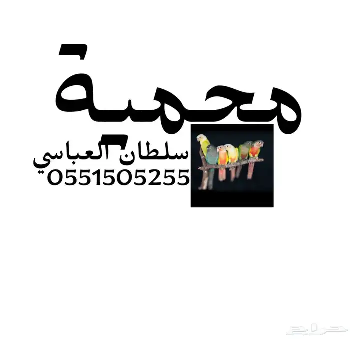 جوز كنيور يلو سايد رد فاكتور منتج 0