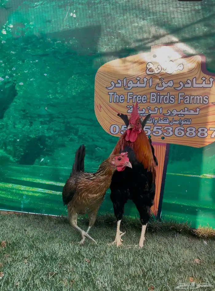 دجاج عربي فري و دندراوي 10