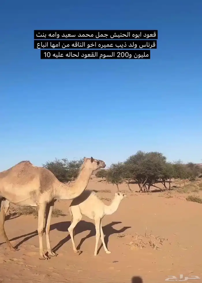 لببيع 0