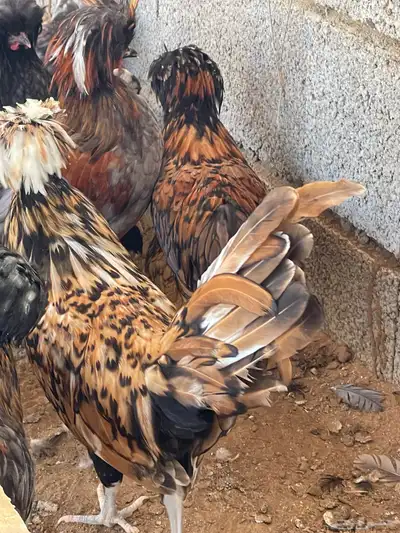 للبيع بيض دجاج بولش بولندي مخصب 2