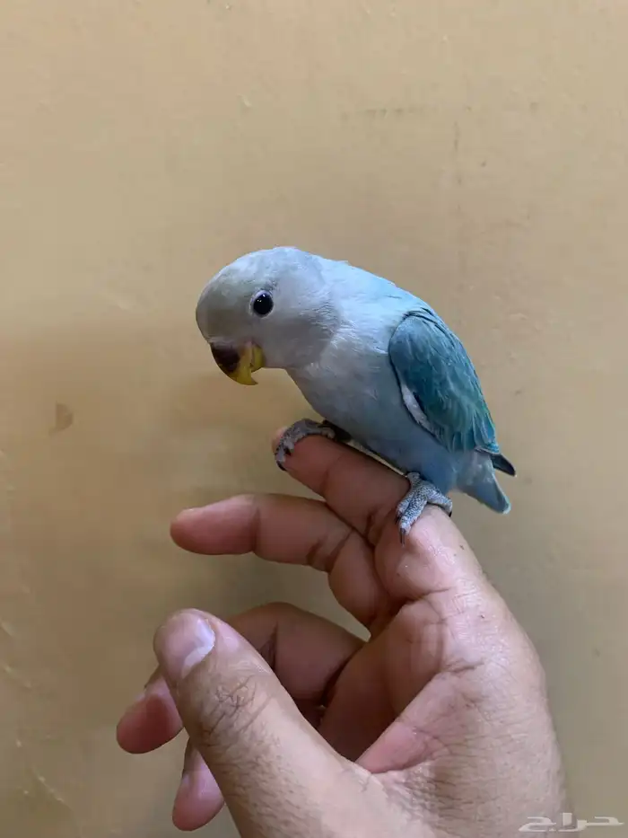 للبيع طيور روز اليفه 9