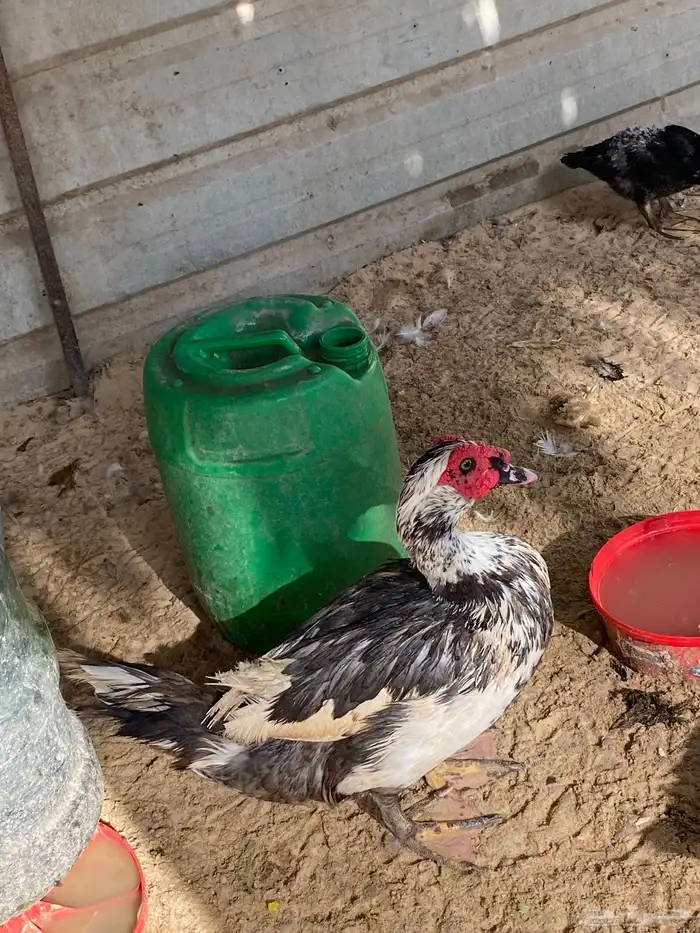 بط مصري ذكور 2