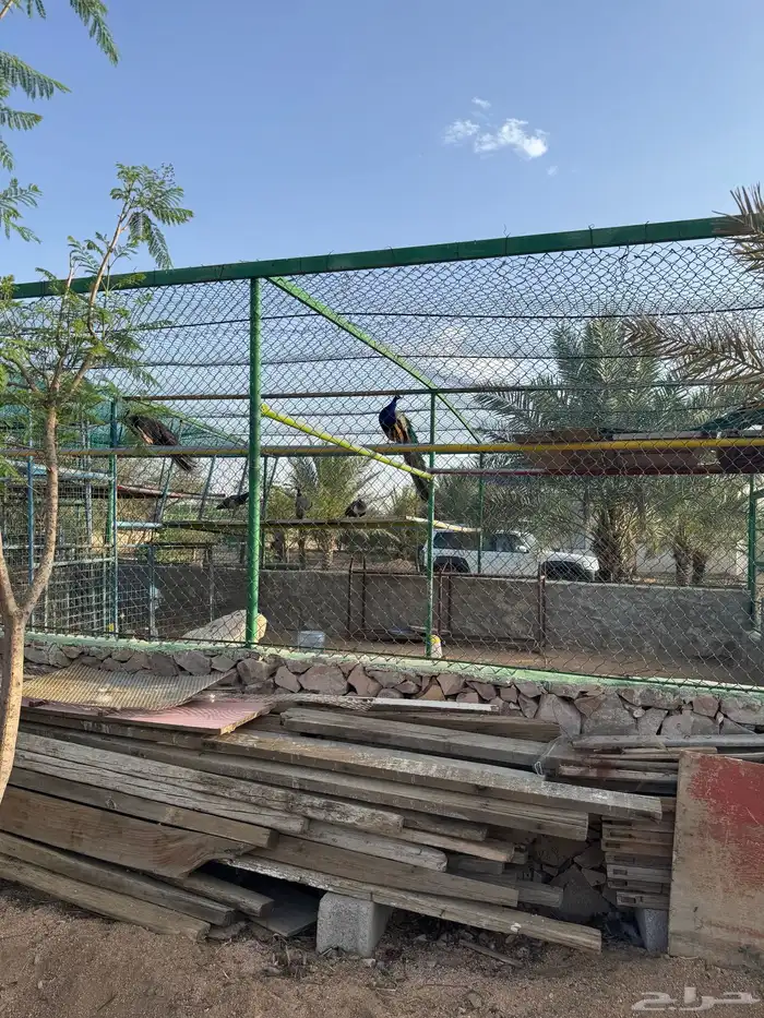 ذكور طاووس 3