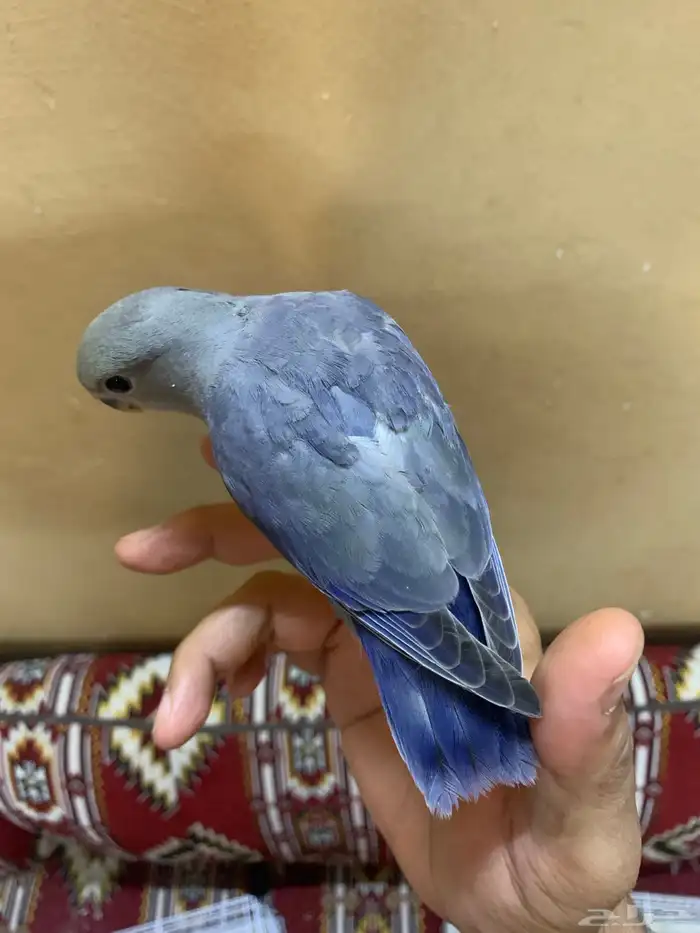 للبيع طيور روز اليفه 0
