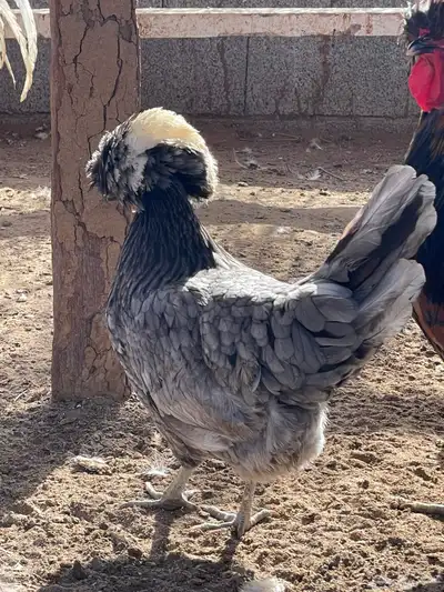 للبيع بيض دجاج بولش بولندي مخصب 1