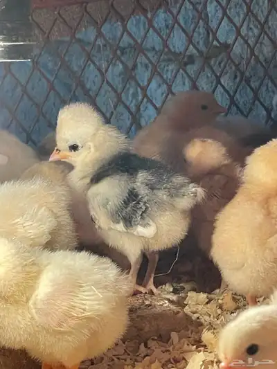 للبيع بيض دجاج بولش بولندي مخصب 3