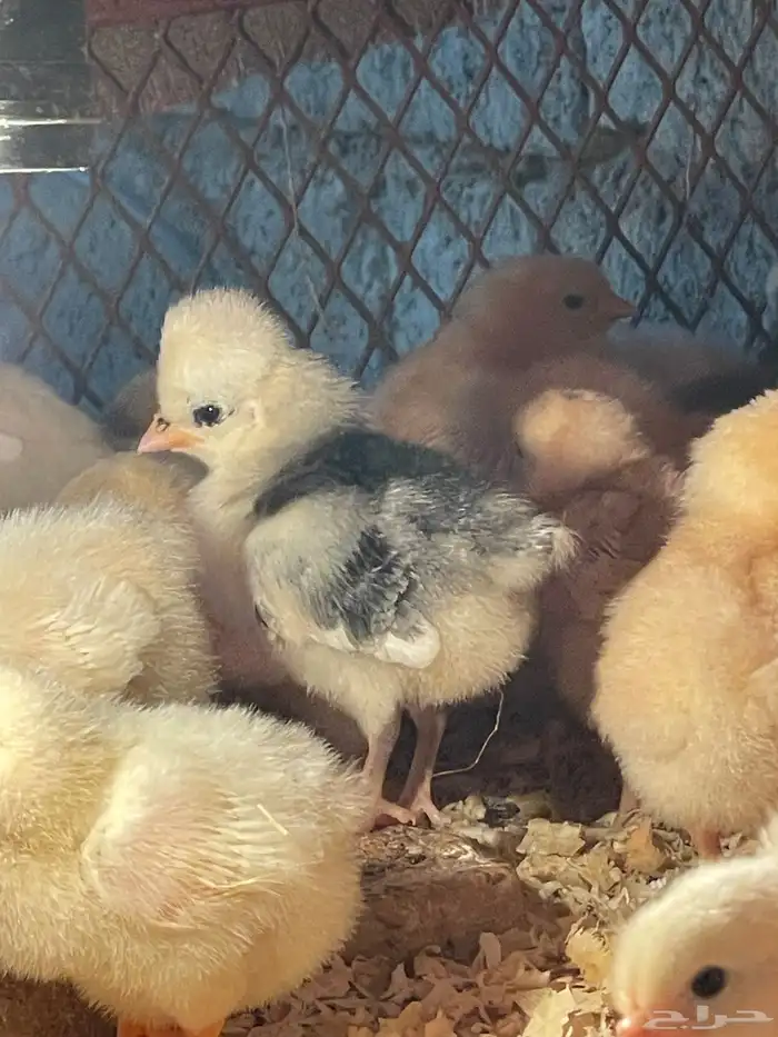 للبيع بيض دجاج بولش بولندي مخصب 3