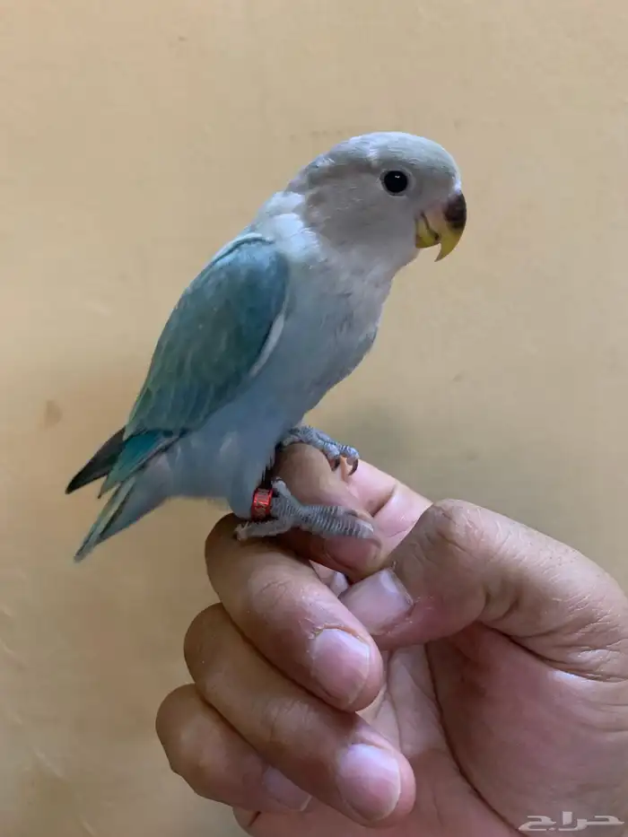 للبيع طيور روز اليفه 6