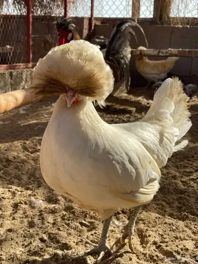 للبيع بيض دجاج بولش بولندي مخصب 0