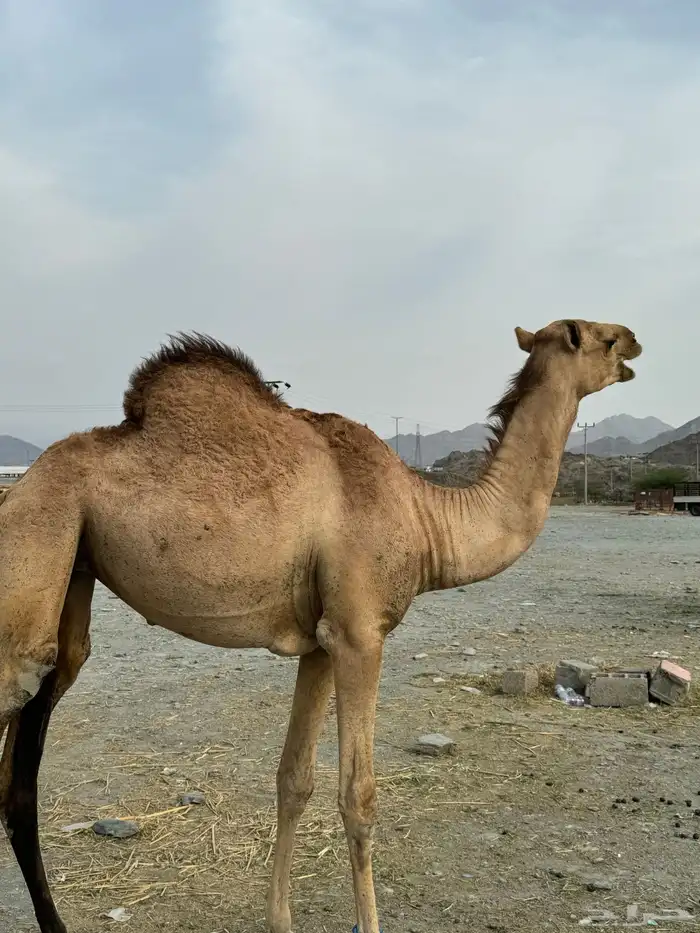 مفاريد لا البيع 9