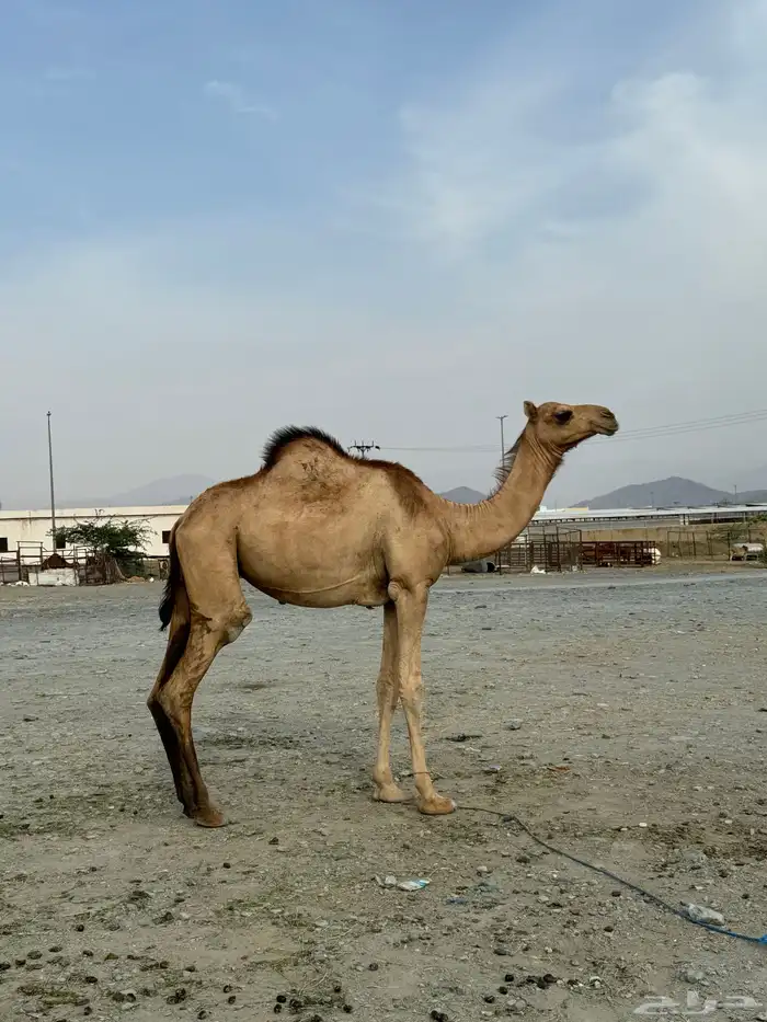 مفاريد لا البيع 0