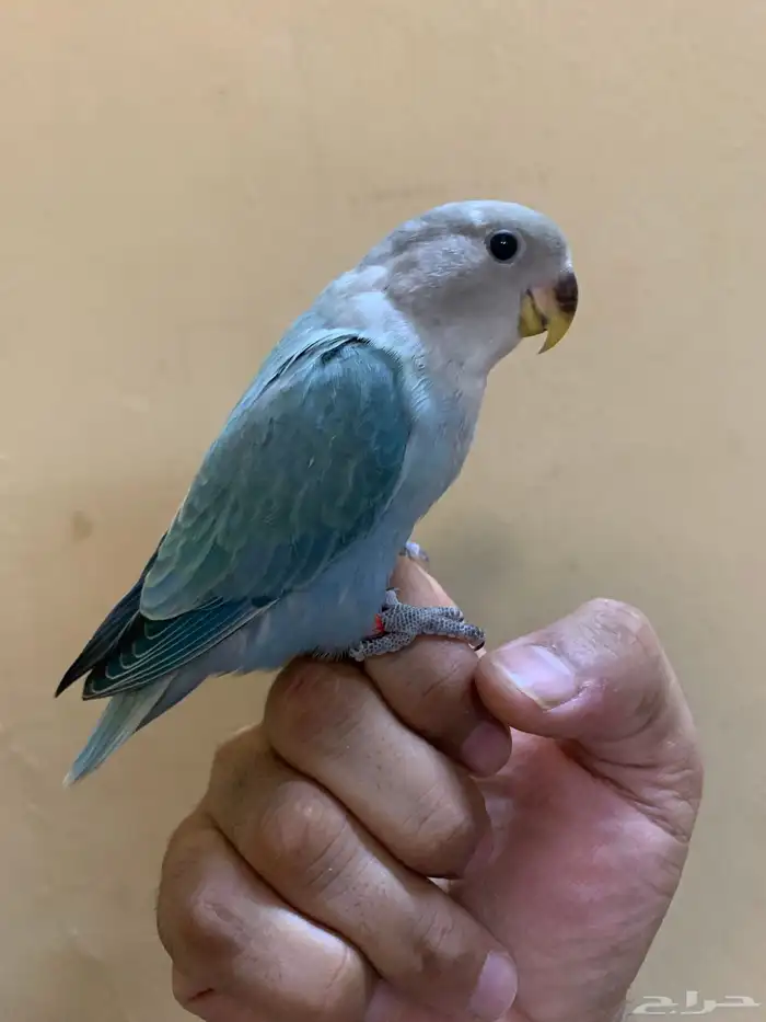 للبيع طيور روز اليفه 4