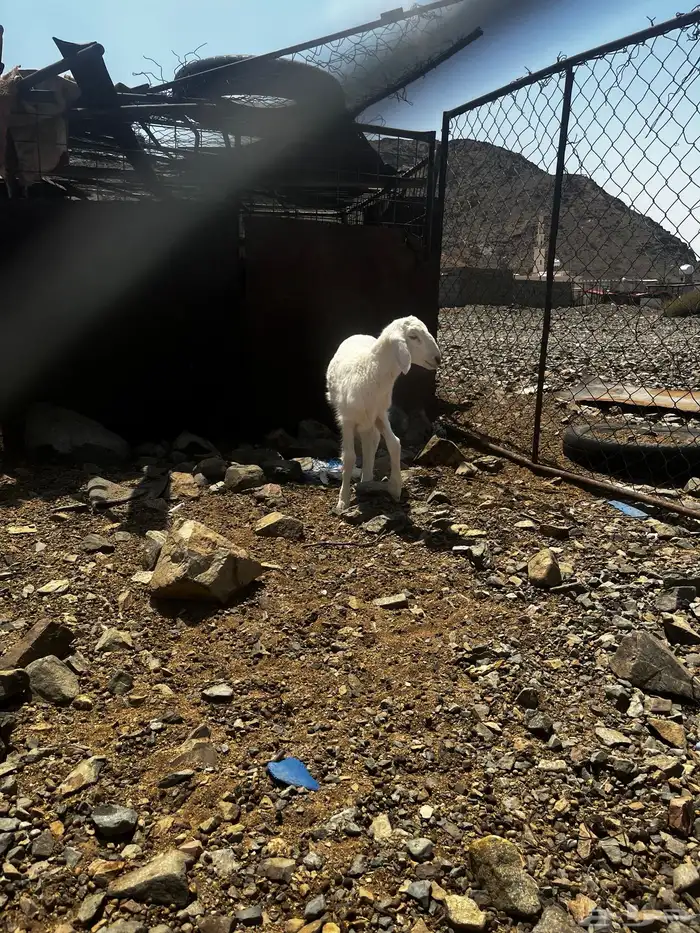 السلام عليكم اعرض لكم طليين 1