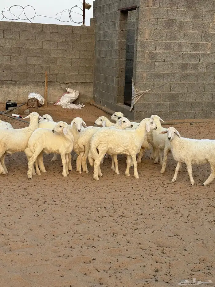خرفان للبيع 6