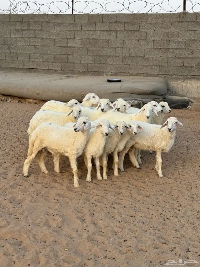 خرفان للبيع 1