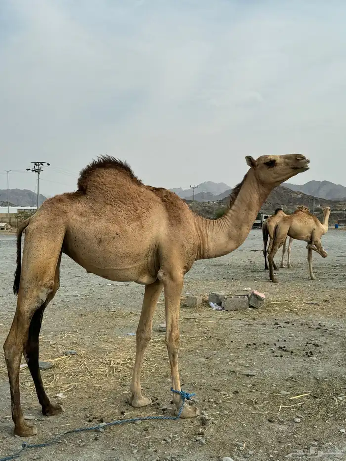 مفاريد لا البيع 8