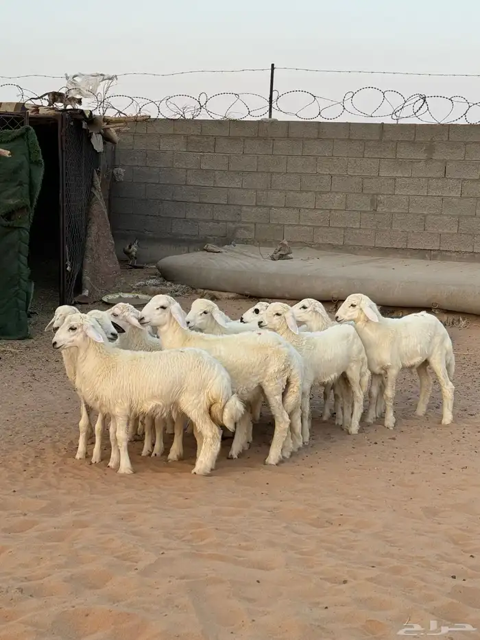 خرفان للبيع 2