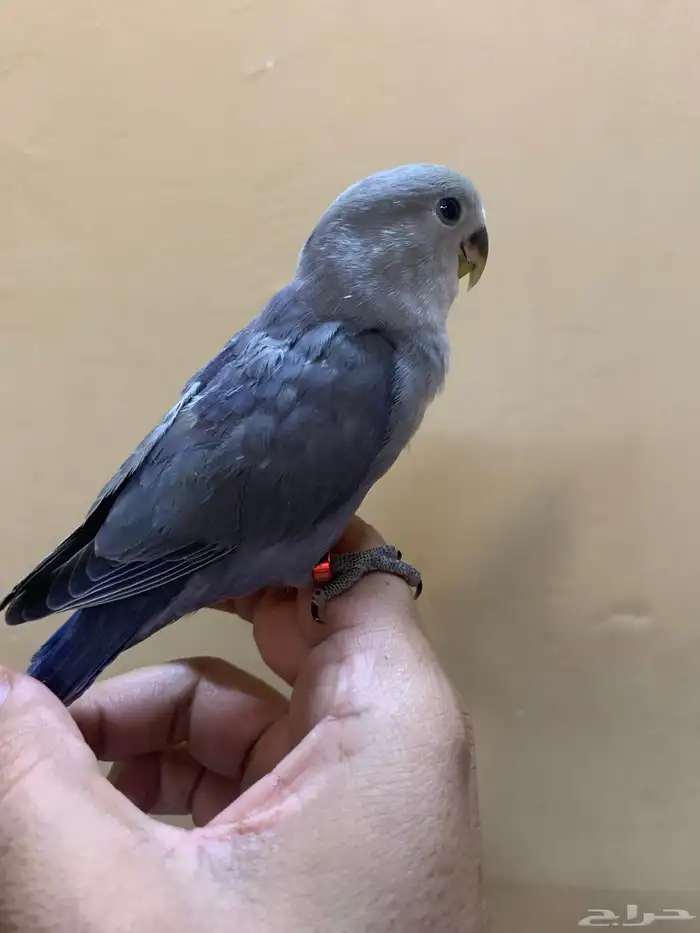 للبيع طيور روز اليفه 10