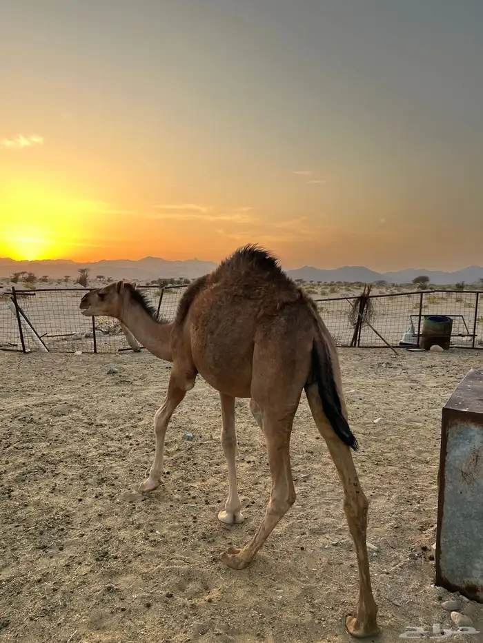 للبيع قعود وبكره تم لبيع 1