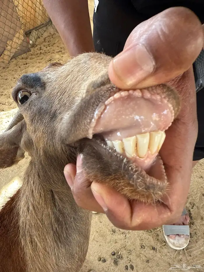 معزا جنوبيه 2