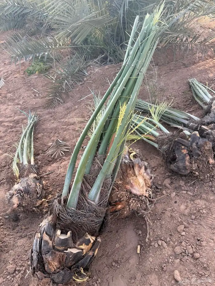 نخل مثمر للبيع مع التوصيل والغرس بالموقع 3