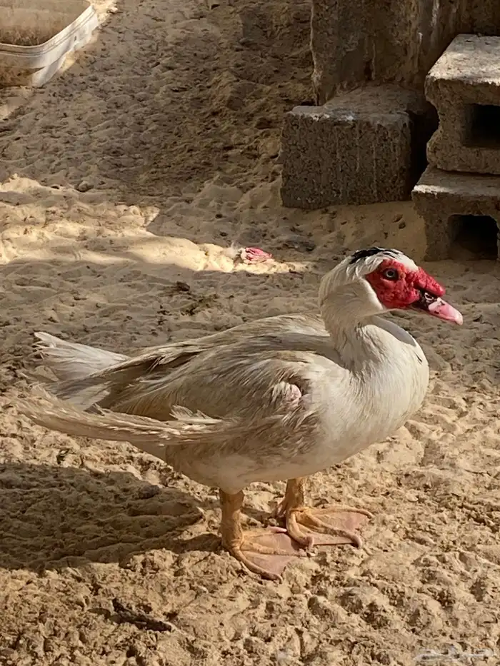 بط مصري ذكور 3