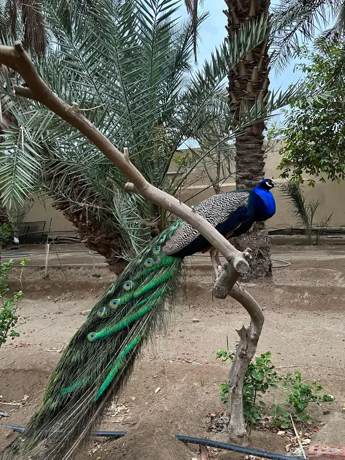 جوز طاووس 1