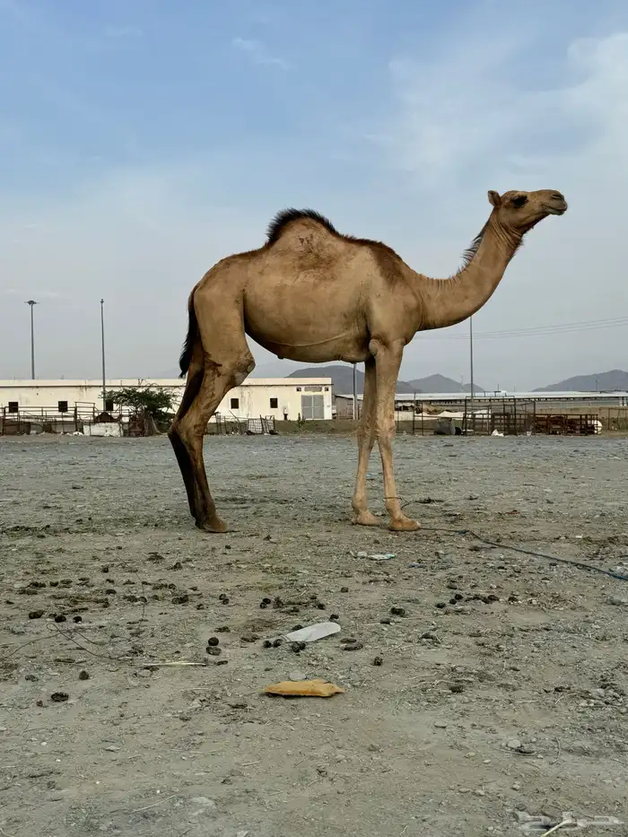 مفاريد لا البيع 1
