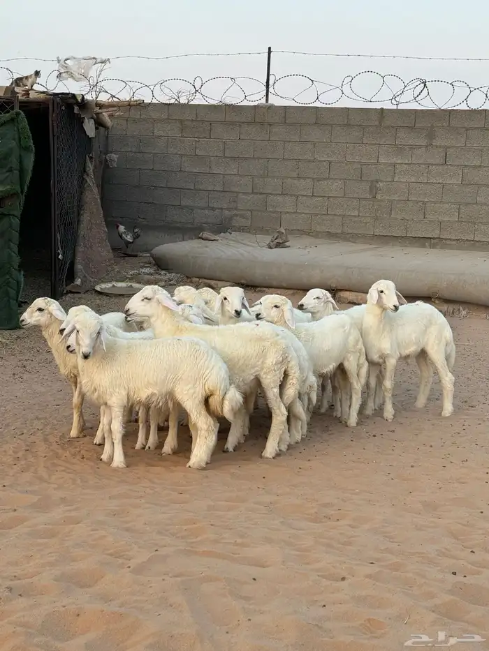 خرفان للبيع 3