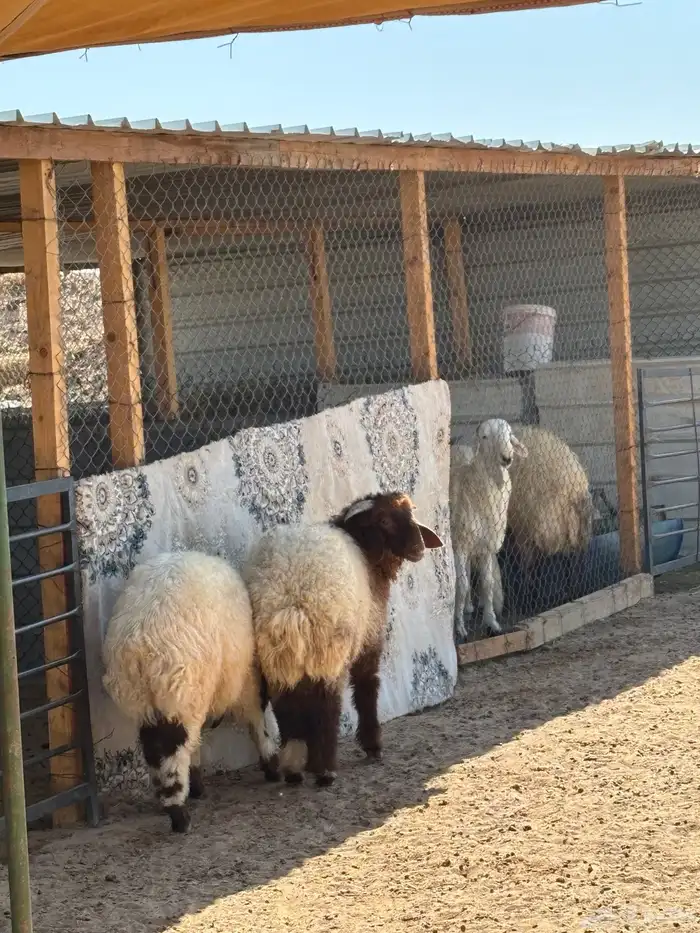 ذبايح ابو فهد نعيمي حري سواكني 3
