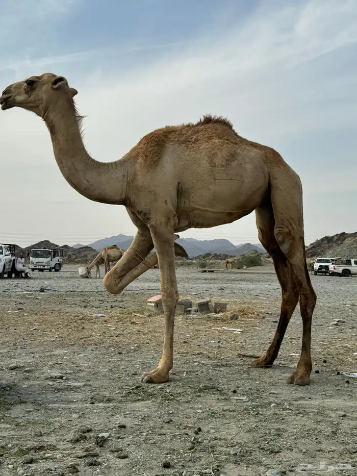 مفاريد لا البيع 3