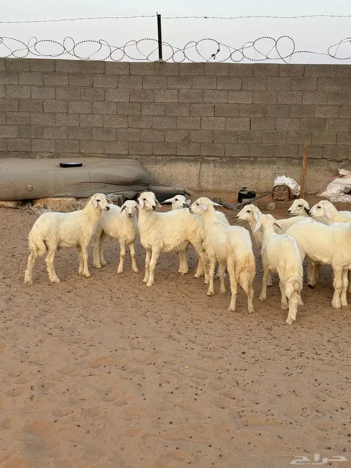 خرفان للبيع 5