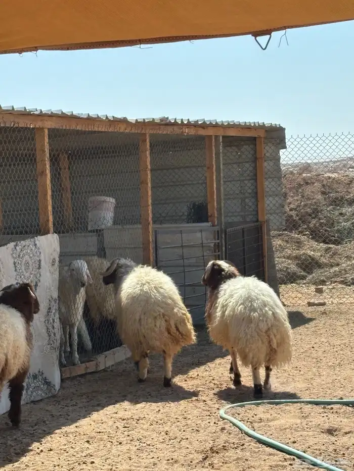 ذبايح ابو فهد نعيمي حري سواكني 4