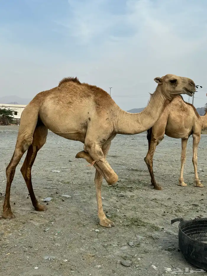 مفاريد لا البيع 5