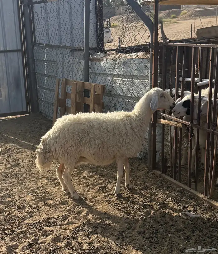 نعجه صفراء للبيع 2