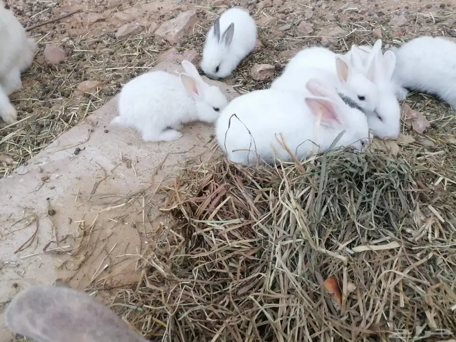 ارانب للبيع 8
