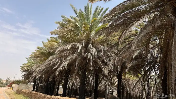 نخل حلوة الجوف للبيع 3