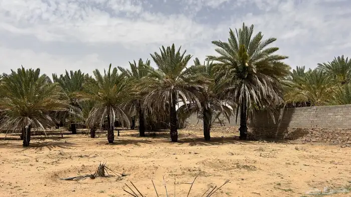 نخل حلوة الجوف للبيع 2