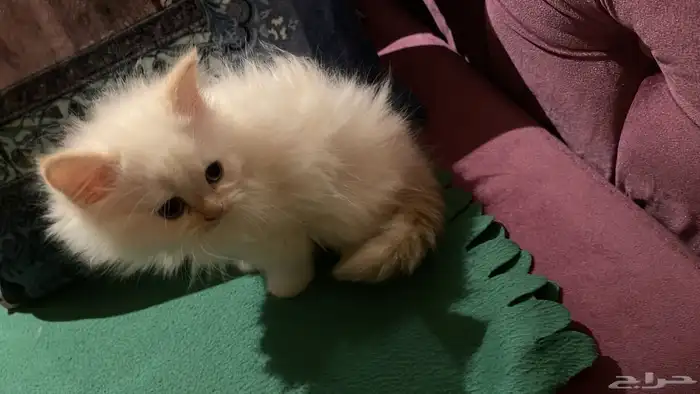 قطط شيرازي للبيع 6
