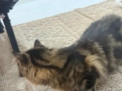 قطه للتبني أنثى عمرها 7اشهر 2