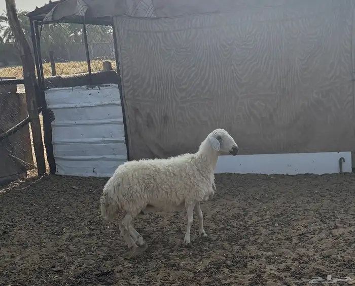 نعجه صفراء للبيع 0