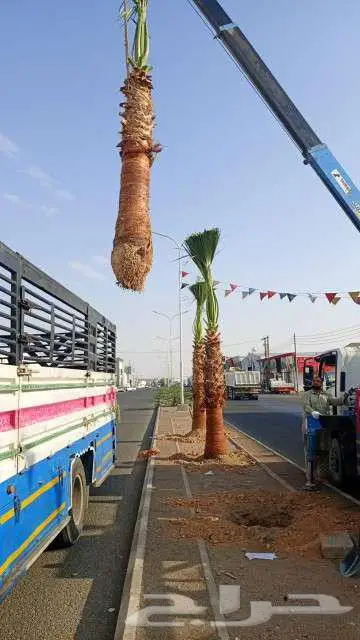 نخل واشنطني 11